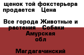 щенок той-фокстерьера продается › Цена ­ 25 000 - Все города Животные и растения » Собаки   . Амурская обл.,Магдагачинский р-н